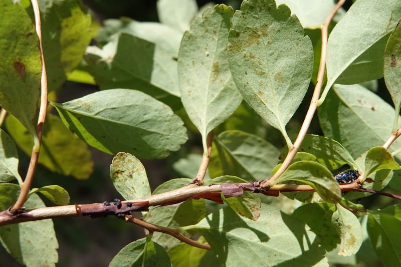 Spiraea lucida, C. Davidson 13833--ID. Shoshone Co. Freezeout Rd. FR 301. 10 Jul 2018. DSC06582 (66).JPG