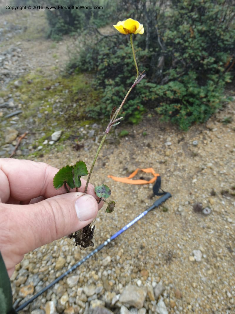Ranunculus, Ulloa, C 2536--Ecuador. P. N. Cajas. Tres Cruces. 28 Apr 2015. DSC03499 (198).JPG