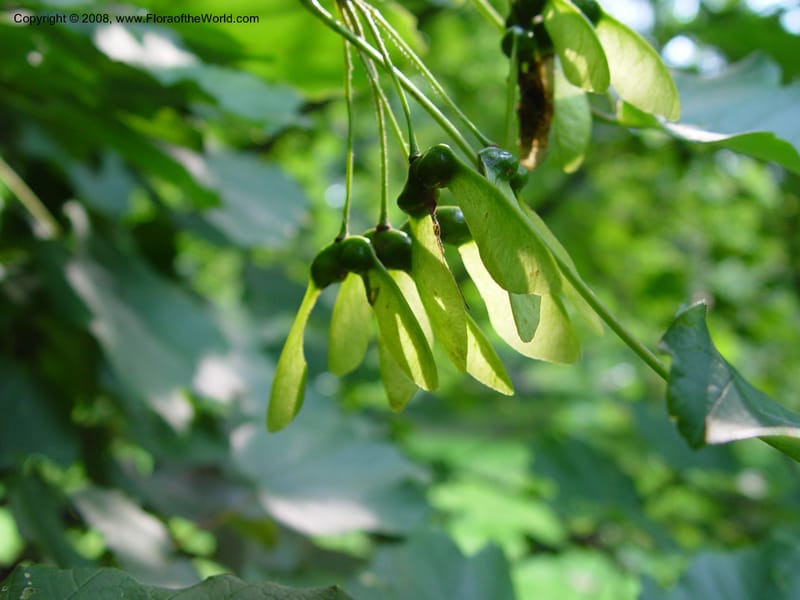 Acer opalus v. obtusatum, 1371-71-A--MA. Arnold Arboretum. 30 Jun 03. 006.jpg