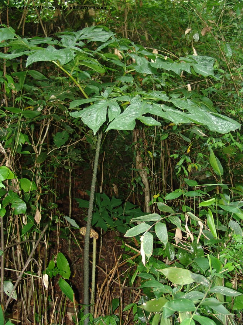 Anchomanes, W. Kindeketa 2801--Tanz. Ulanga Distr. Mbangayao Sch. 11 Feb 06. 256a.jpg