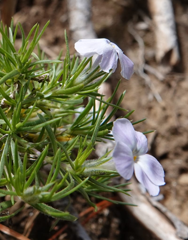 Phlox caespitosa, C. Davidson 13842--ID. Shoshone Co. Freezeout Rd. FR 301. 10 Jul 2018. DSC06582 (248).JPG