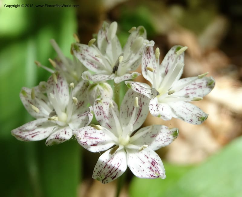 Clintonia umbellulata, Davidson, C 12988--North Carolina. Clay Co. Perry Gap Rd, Barnard's Cr. 13 May 2015. DSC04860 (252).JPG