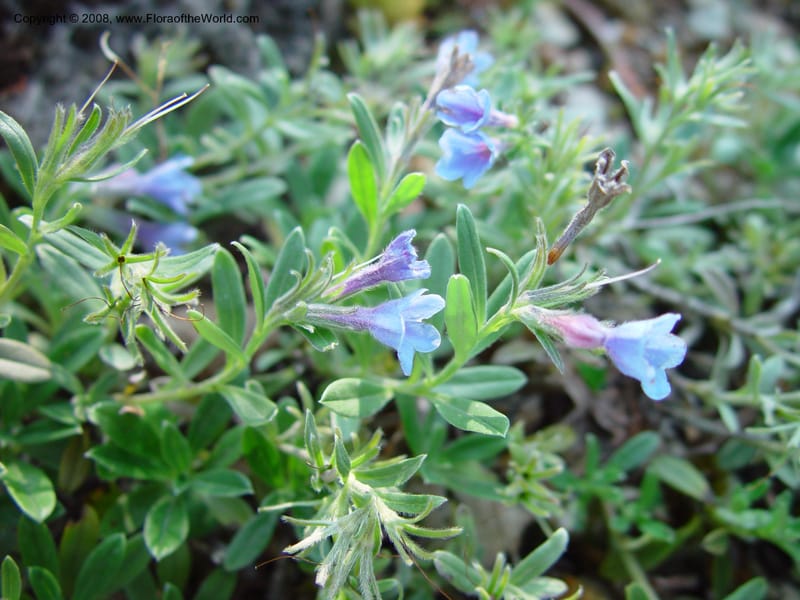 Lithodora oleifolia--France. Paris. Jardin des Plantes.  30 May 03. 001.jpg