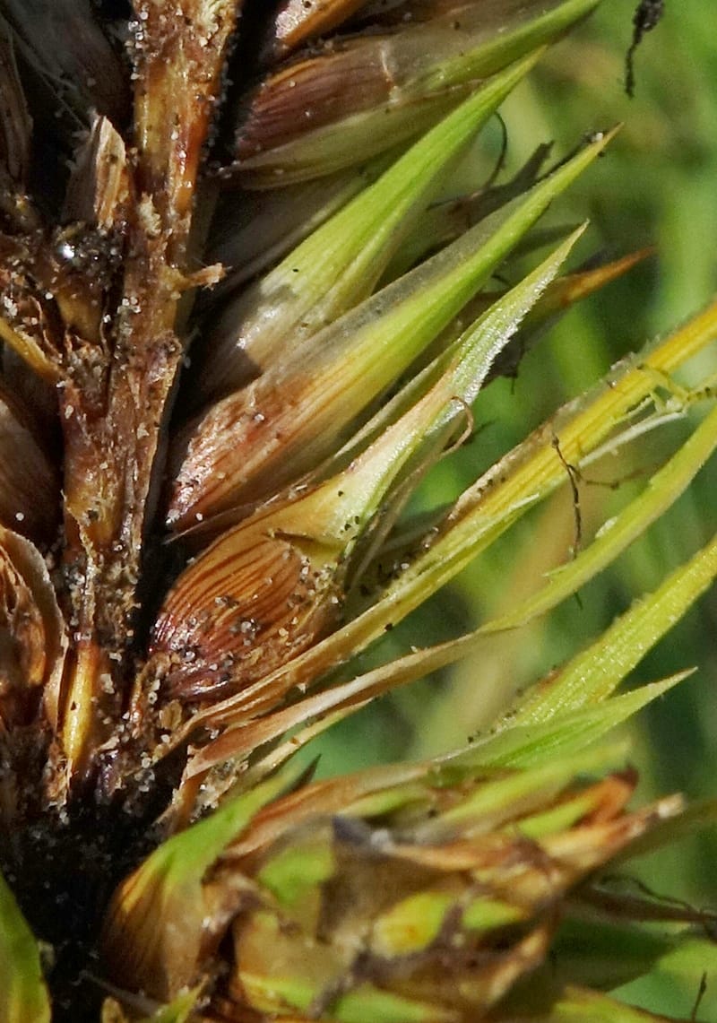 Carex macrocephala var. kobomugi--Japan. Hokkaido. Toyotomi-cho. 4 Aug 2016. DSC01106 (41).JPG