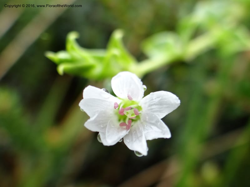 Cerastium, Ulloa, C 2388--Ecuador. Azuay. Matanga. 2 Oct 2012. DSC06351 (289).JPG