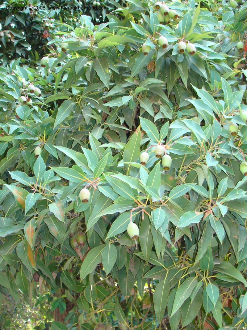 Corymbia ficifolia--Australia. Royal Botanic Garden, Melbourne. 19-20 Mch 08. 003.jpg