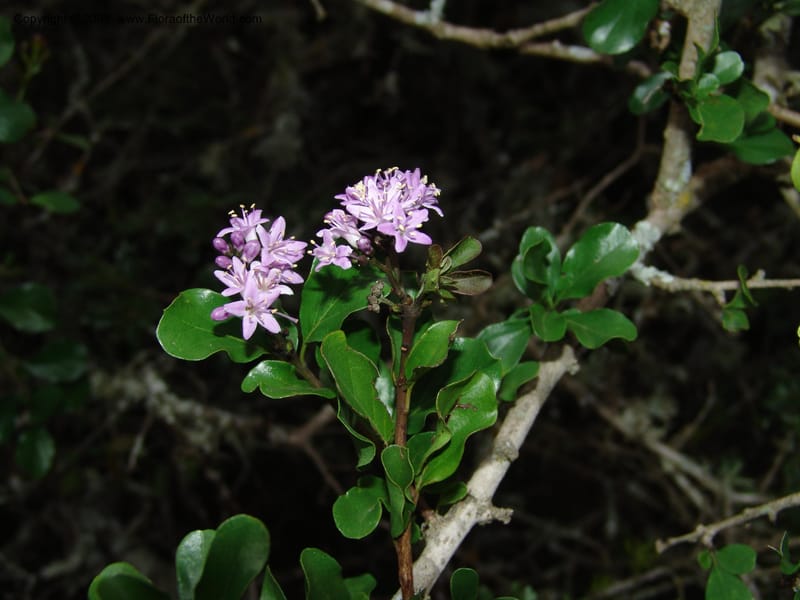 Ehretia rigida--So.Africa. E. Cape. Uitenhage Nat. Res. 6 Mch 05. 200.jpg