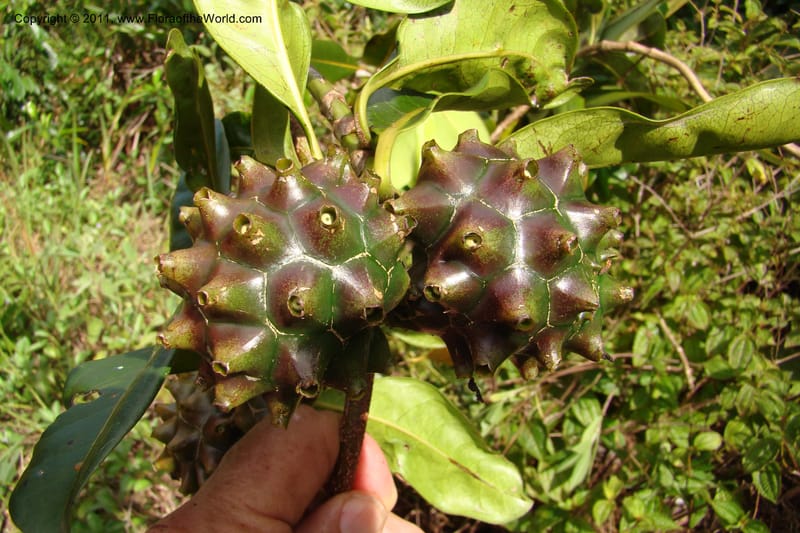 Morinda rigida, Razafindraibe 207--Madagascar. Prov. Fianarantsoa. RN 12. 14 Jan 09. 274 (14).jpg