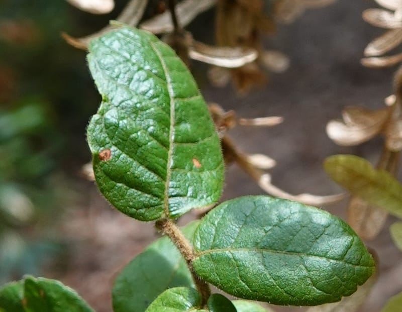 Engelhardia serrata, D. Boufford 44146--China. Yunnan. Along G213. 4 May 2018. DSC02084 (88).JPG