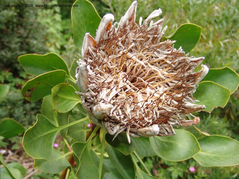 Protea cynaroides--CA. San Francisco Arbor. 3 Jul 07. 193.jpg