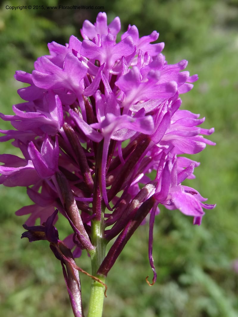 Anacamptis pyramidalis, Davidson, C 12453--Georgia (Caucasus). Shio Mgvime. 7 Jun 2014. DSC07779 (45).JPG