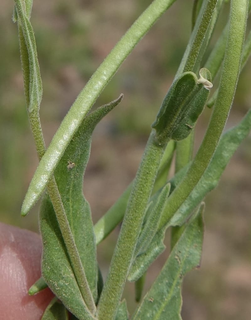 Boechera holboellii var. retrofracta, C. Davidson 13554--ID. Blaine Co. Rock Creek Preserve. TNC. 13 May 2017. DSC00171 (291).JPG