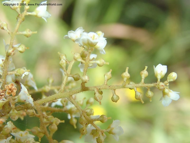 Maesa lanceolata--So.Africa. E. Cape. Umtamvuna Nat. Res. 11 Mch 05. 022.jpg