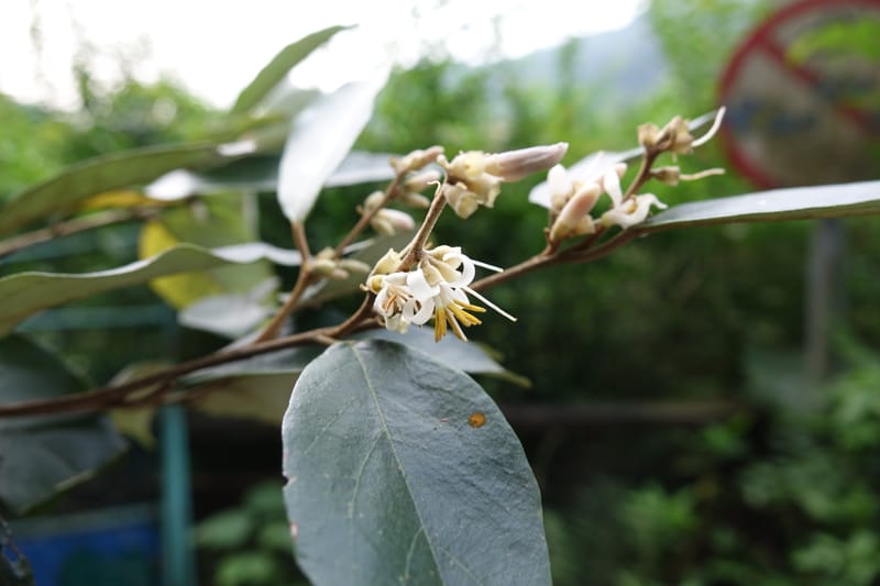 Styrax suberifolia, Chung Kuo-Fang 3354--Taiwan. Wulai Distr. Wulai village. Chia Jiao Liao. 19 May 2016.  (56).JPG