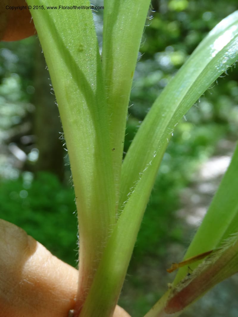Clintonia umbellulata, Davidson, C 12988--North Carolina. Clay Co. Perry Gap Rd, Barnard's Cr. 13 May 2015. DSC04860 (302).JPG
