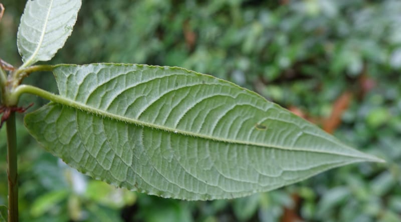 Polygonum chinense, Tseng Yu-Hsin 1336--Taiwan. Xitou Nature Education Area. Giant Tree Logging Rd. 22 May 2016. DSC03924 (72).JPG
