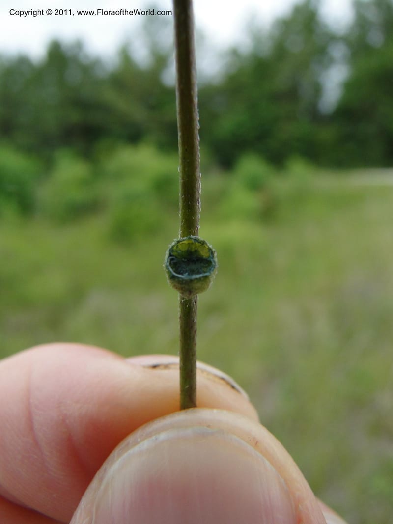 Buchnera americana, Mori, S 27419, USA, North Carolina, Jones Co, Catfish L Rd 10.5 miles from jct with Hwy 58, E of Maysville, 23 May 2010 (19).JPG