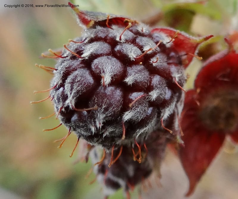 Rubus, Ulloa, C 2384--Ecuador. Azuay. Matanga. 2 Oct 2012. DSC06351 (328).JPG