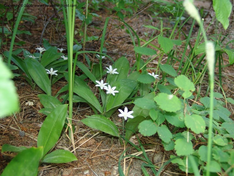Clintonia uniflora--ID. Valley Co. Sylvan Beach, McCall. 24 Jun 05. 014.jpg