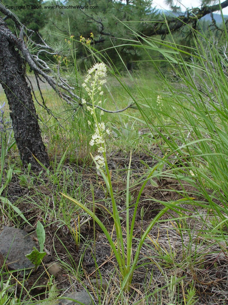 Zigadenus paniculatus--ID. Valley Co. Ponderosa St. Park.  5 Jun 04. 001.jpg