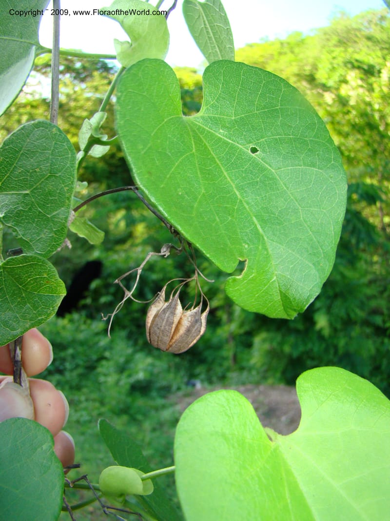 Aristolochia, WDStevens27310--Nicaragua. N.Segov. S of Ocotal, on Pan Am Hwy. 18 Jun 08. 024.jpg