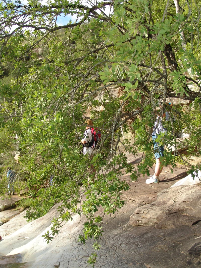 Vitex obovata--So.Africa. E. Cape. Waringham Farm, Quanti Area, Stut. 8 Mch 05. 564.jpg