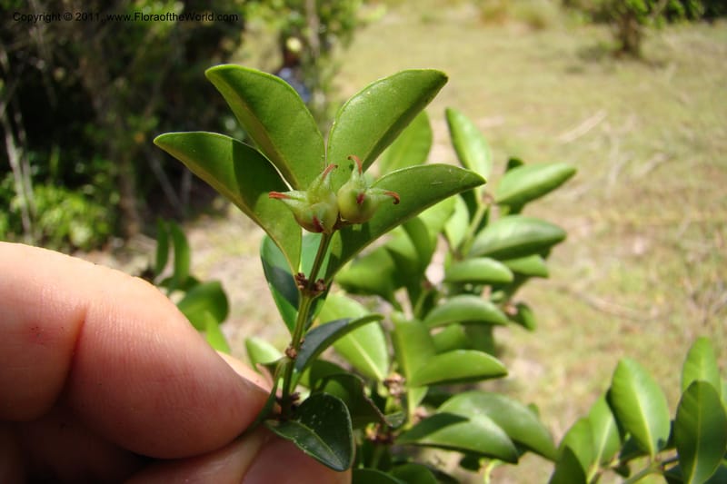 Buxus madagascarica, Razafindraibe 200--Madagascar. Prov. Fianarantsoa. RN 12. 14 Jan 09. 104 (17).jpg