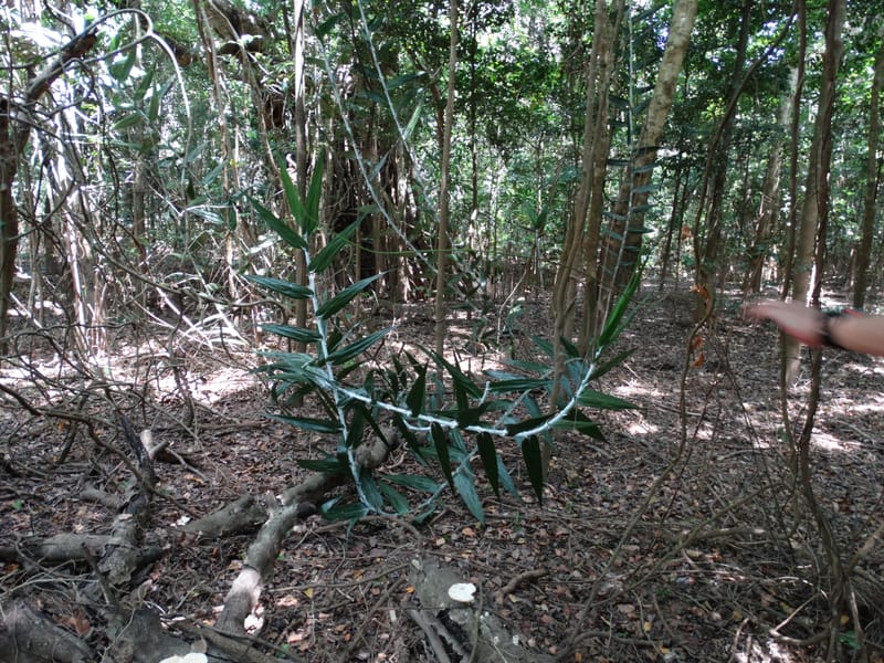 Flagellaria, Callmander, M 1254--New Caledonia. Nehoue Forest. 17 Nov 2015. DSC03041 (208).JPG