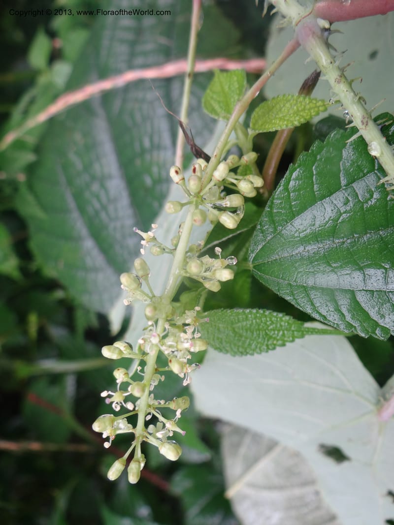 Vitis davidii, Davidson, C 12012--China. Anhui Prov. Huang Shan. 6 Jun 2012. DSC01928 (45).JPG