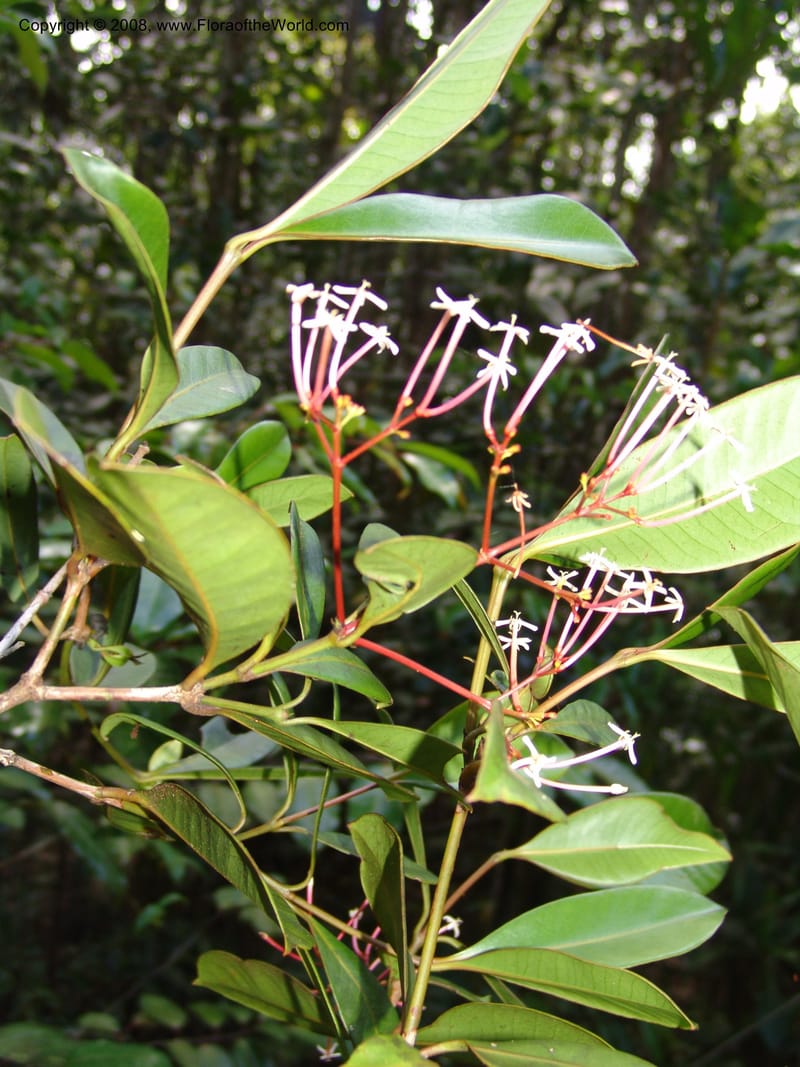 Ixora cremixora, Z.Rogers971--Madag. Prov.Toliara. Littoral for.- Ste. Luce. 23 Jan 06. 209.jpg