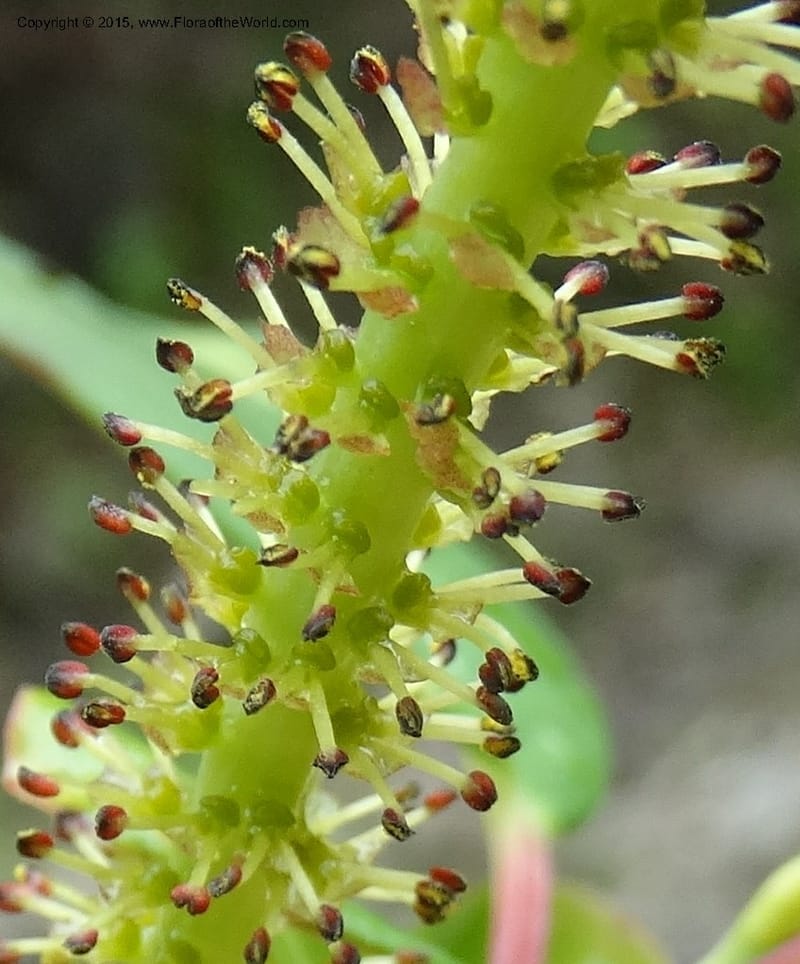 Salix, Boufford, D 43739--China. Sichuan. XinZhaZi Gou. 14 May 2014. DSC06426 (30).JPG