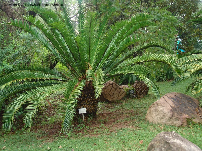 Encephalartos natalensis--So.Africa. Lowveld Nat. Bot. Gard. 14 Mch 05. 019.jpg