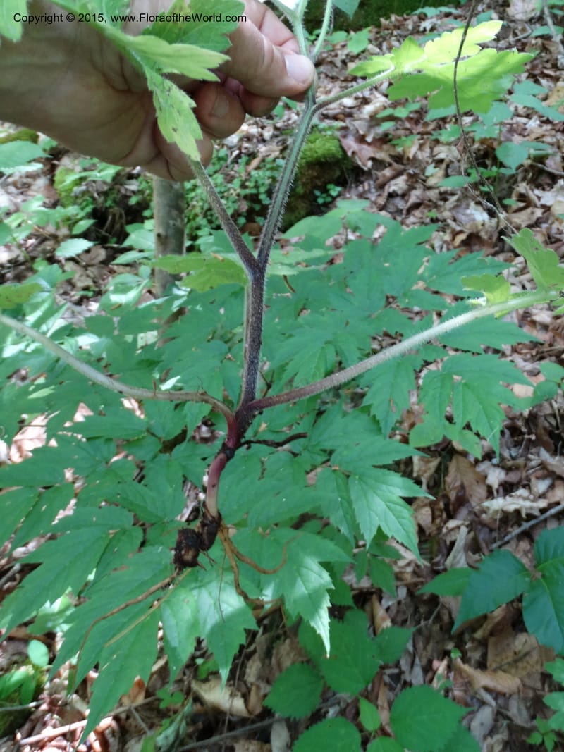 Hydrophyllum macrophyllum, Davidson, C 13025--North Carolina. Haywood Co. Pigeon R. 16 May 2015. DSC05923 (97).JPG