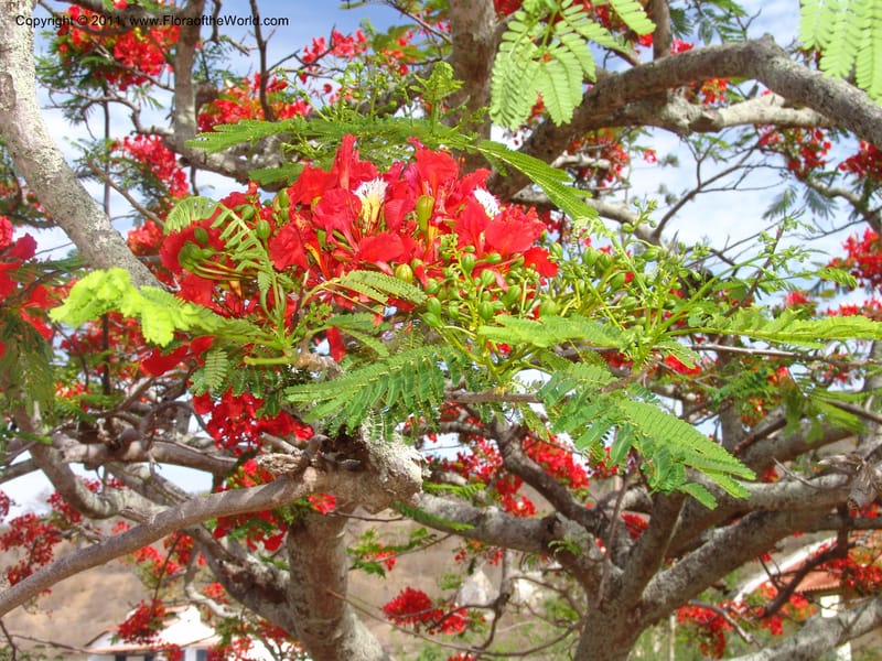 Delonix regia, ROR1560--Madag. Prov. Antsir. Orangea For. Pres. 9 Nov 06. 220 (23).jpg