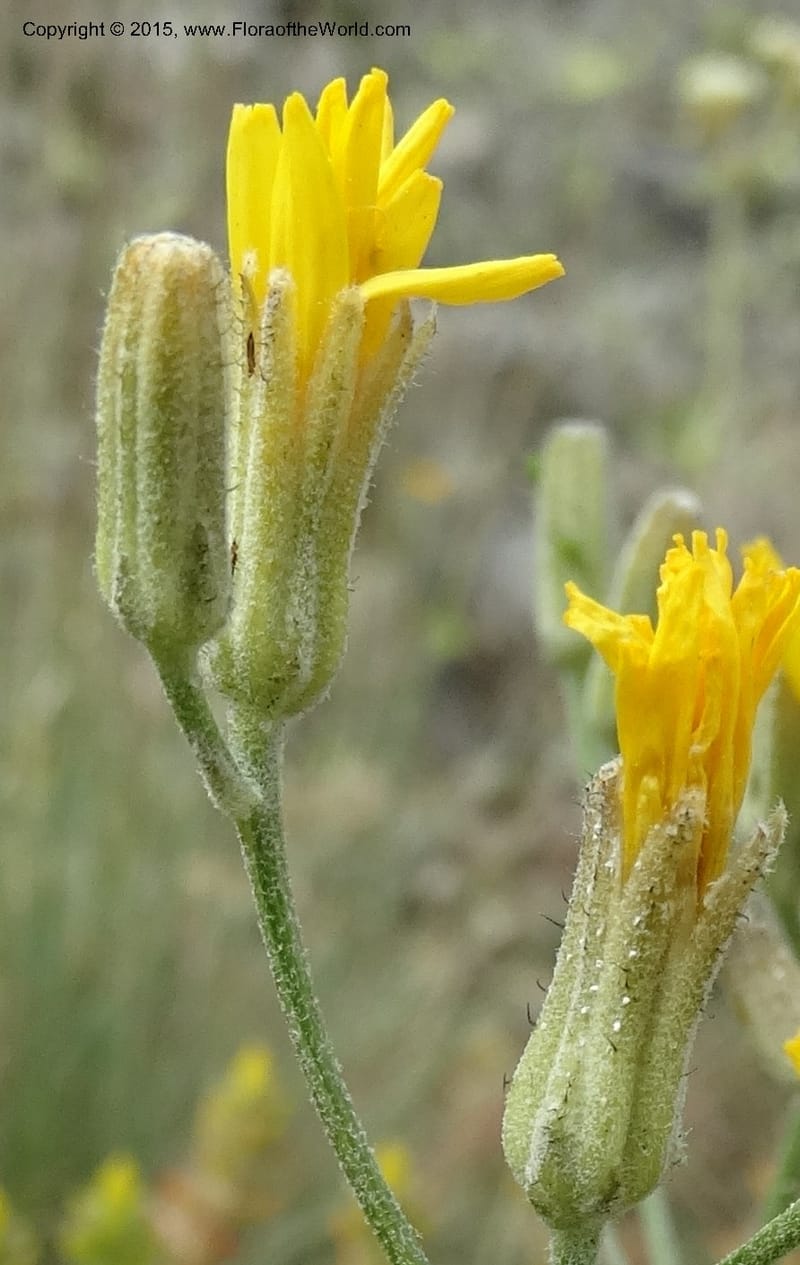 Crepis atribarba, Davidson, C 12597--ID. Idaho Co. Seven Devils Camp Ground. 15 Jul 2014. DSC00113 (294).JPG