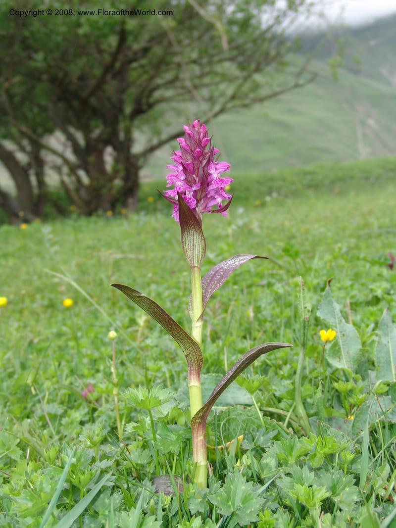 Dactylorhiza euxina--Georgia. Kazbegi region. N slope-pasture, E of Sno. 3 Jun 05. 095.jpg