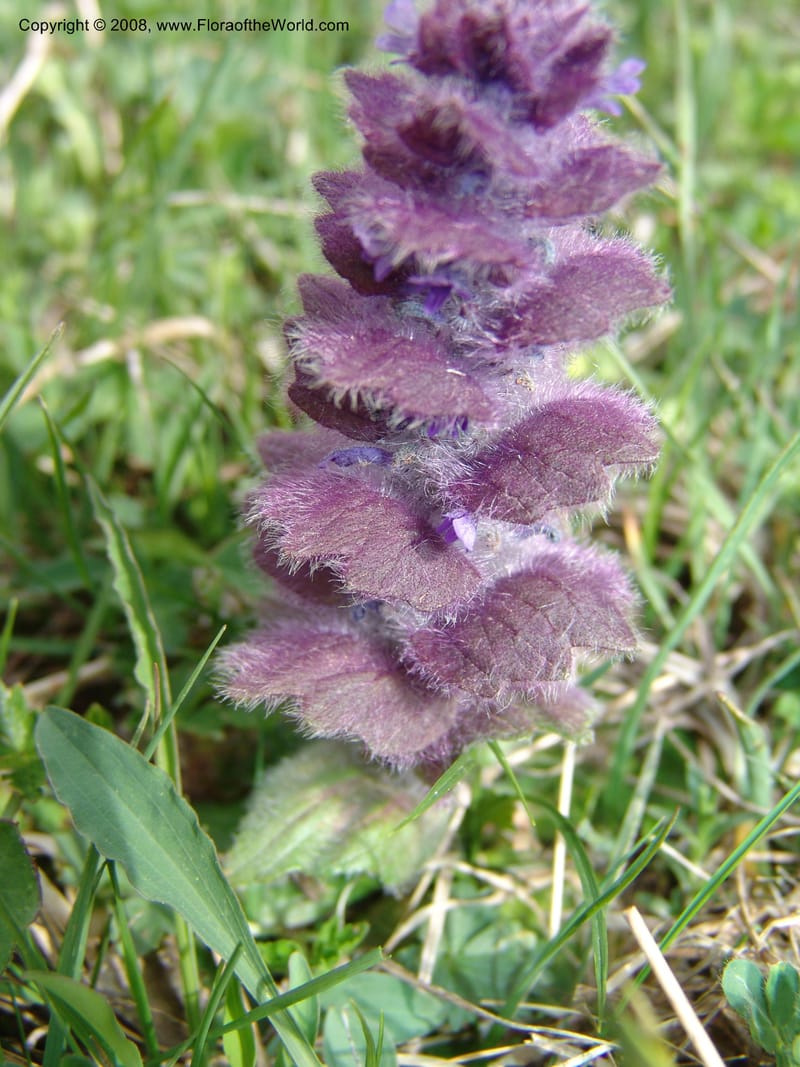 Ajuga orientalis--Georgia. Kazbeki . Trail-road to Sameba Church. 2 Jun 05. 569.jpg