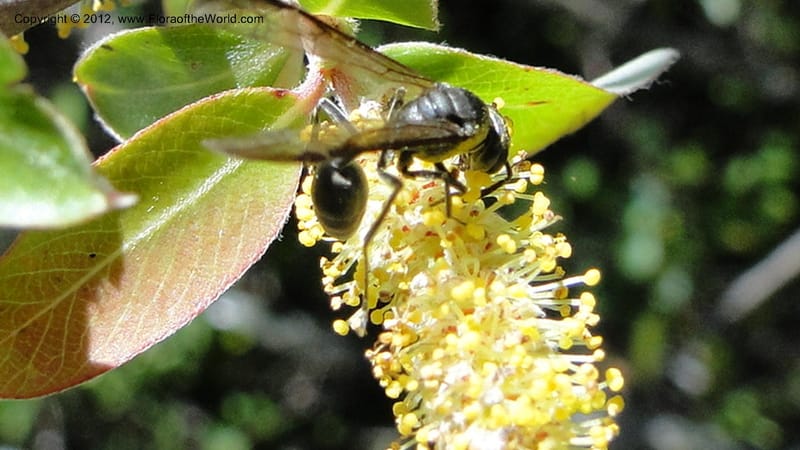 Salix, N. Martinez Melendez 2758--MX. Oaxaca. Camino Ixtlan-Talea. 15 Sept 2010. 278 (214).jpg