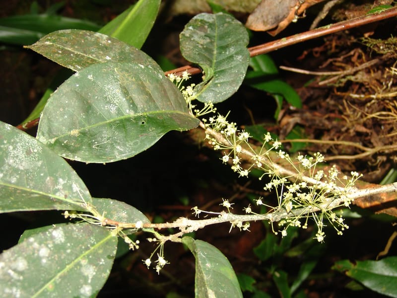 Ilex maxima, Neill 15795--Ecuador. Z.C. Margin of Rio Nangaritza. 17 Sep 07. 206 (6).jpg