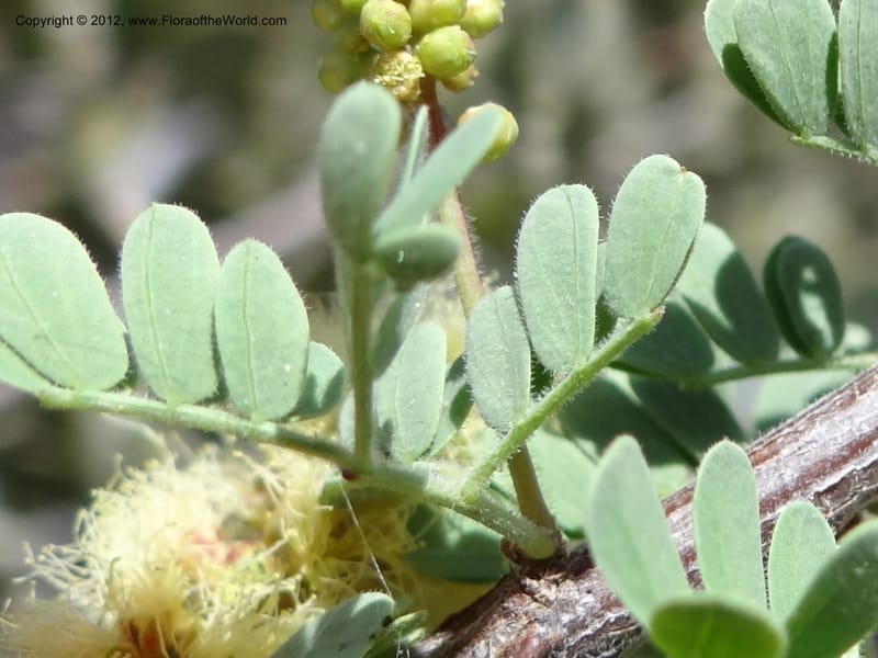 Acacia greggii, Davidson, C 11931--AZ. Yavapai Co. Crown King Rd. 7 May 2012.  (12).JPG