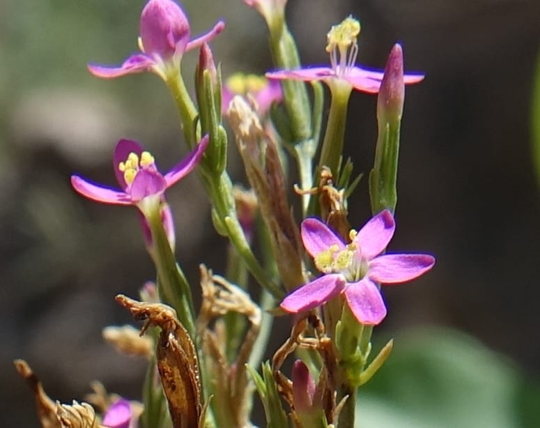 Centaurium pulchellum, Fortunato 13214--Argentina. Pedernal, Hwy 153. 10 Feb 2018. DSC00169 (45).JPG