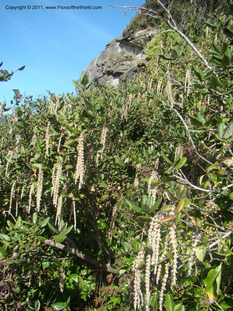 Garrya elliptica, C. Davidson 11826--CA. Moonstone Beach. 26 Jan 2011. 032 (6).jpg