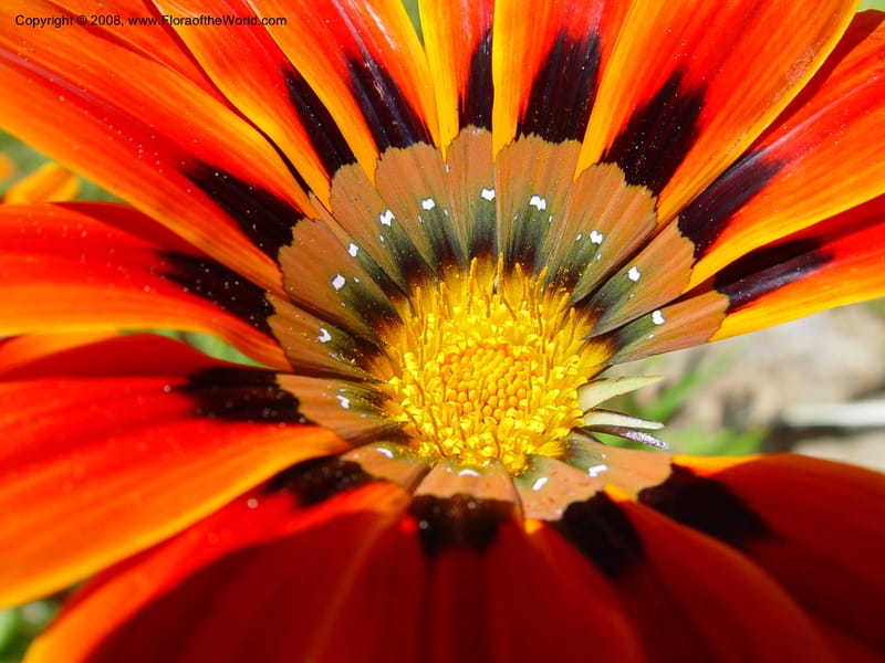 Gazania krebsiana--Spain. Blanes. Marimurtra Bot. Gard. 24 Apr 04. 206.jpg