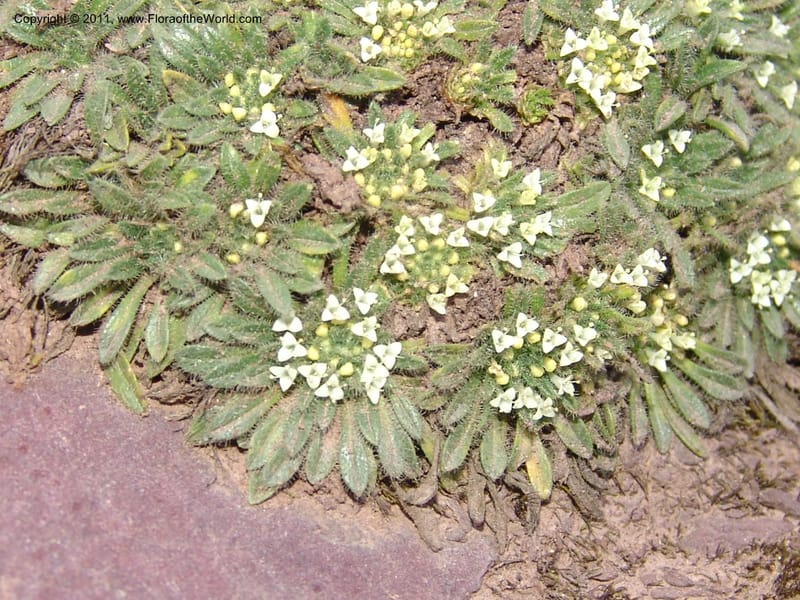 Valeriana, R. Vasquez 33191--Peru. Cusco. Calca. Abra de Chayna Puerto. 3 Nov 07. 184 (12).jpg