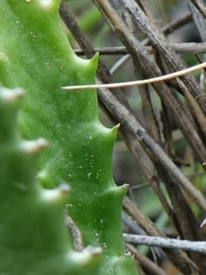 Stapelia schinzii, not. coll.--Namibia. Hwy D2859. Odom 418. 30 March 2018. DSC04324 (243).JPG