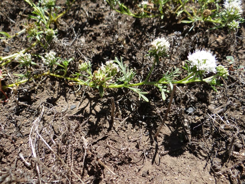 Valeriana, WDS 34165--Chile. P.N. Sieta Tazas. 21 Feb 2013. DSC02254 (56).JPG