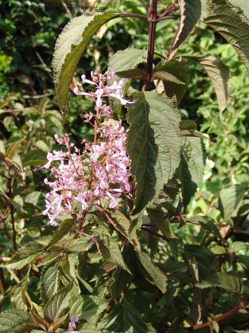 Plectranthus--Kenya. Brooks Bond Tea Estate, Kericho. 10 Jul 04. 137.jpg