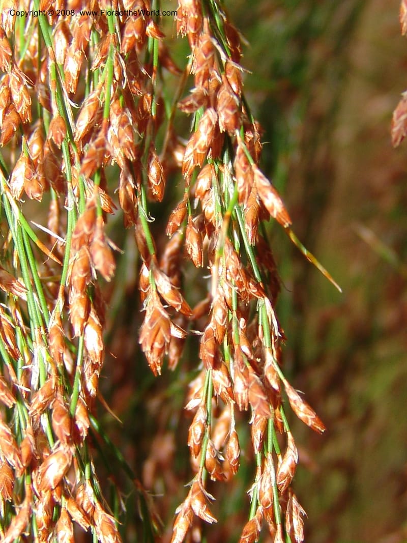 Ischyrolepis subverticillata--CA. McConnell Arboretum, Redding. 4 Jun 07. 202.jpg