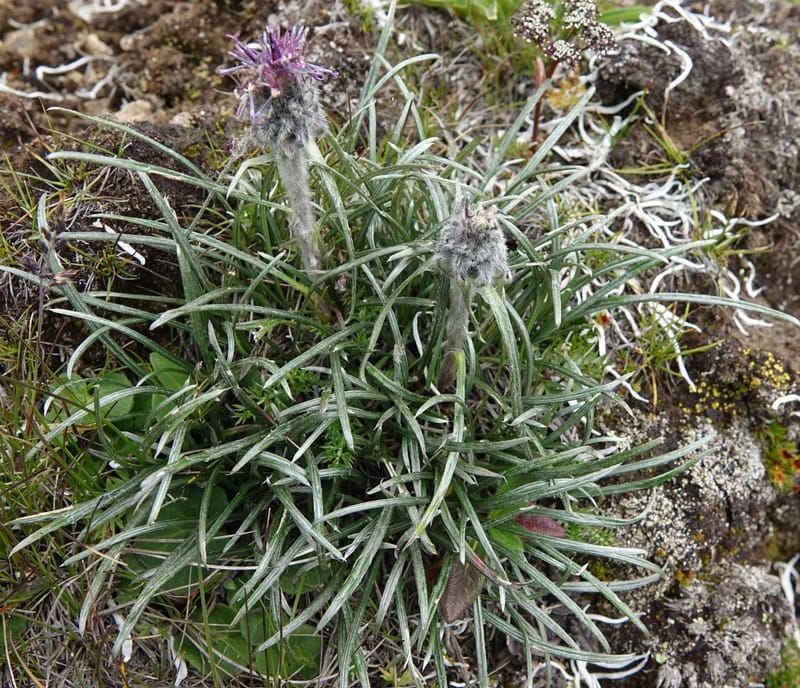 Saussurea graminea var. graminea, D. Boufford 44058--China. Sichuan. Zhe Duo Shan. 17 Aug 2017. DSC06717 (309).JPG