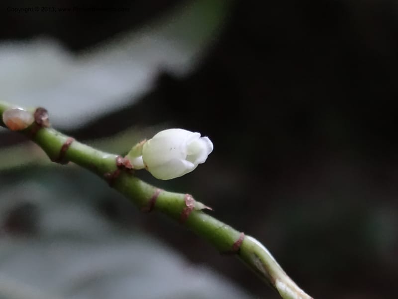Rinorea, VC 5623--Thailand. Surat Thani Prov. Khlong Phanom Nat. Park. 15 Nov 2012. DSC09389 (72).JPG